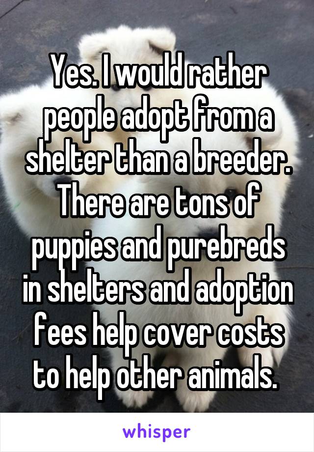 Yes. I would rather people adopt from a shelter than a breeder. There are tons of puppies and purebreds in shelters and adoption fees help cover costs to help other animals. 