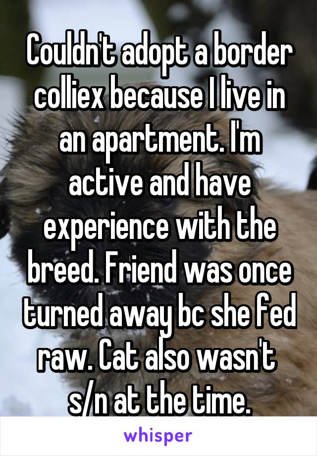 Couldn't adopt a border colliex because I live in an apartment. I'm active and have experience with the breed. Friend was once turned away bc she fed raw. Cat also wasn't  s/n at the time.
