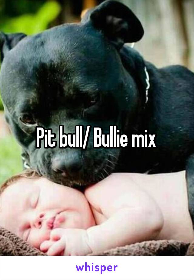 Pit bull/ Bullie mix 