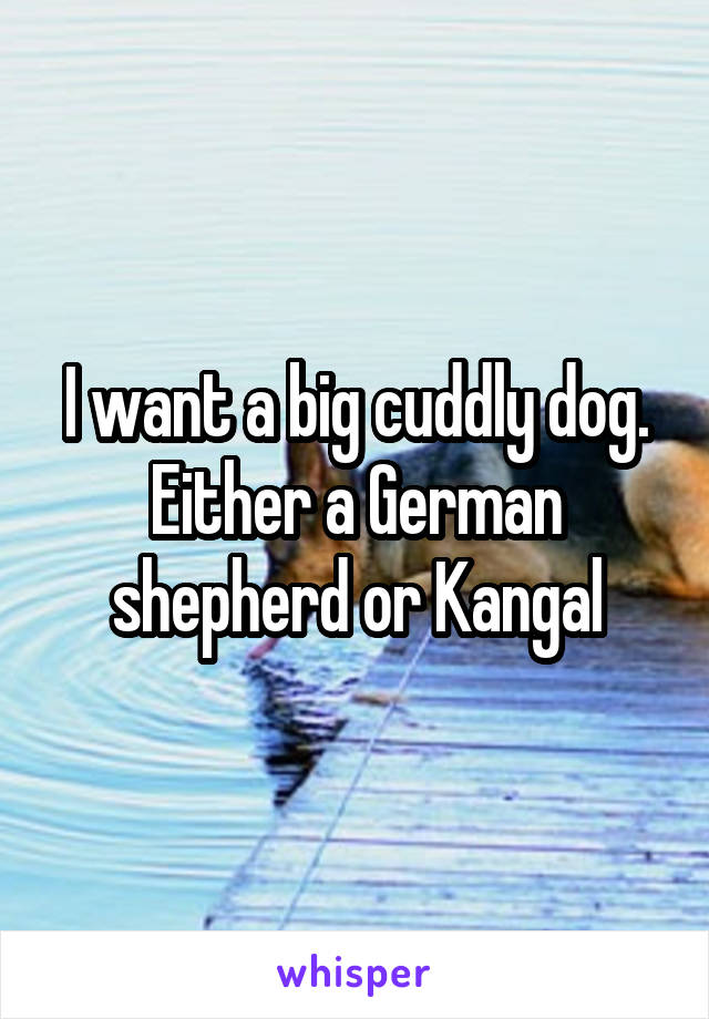 I want a big cuddly dog. Either a German shepherd or Kangal