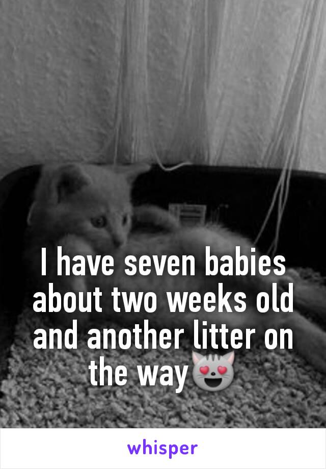 I have seven babies about two weeks old and another litter on the way😻