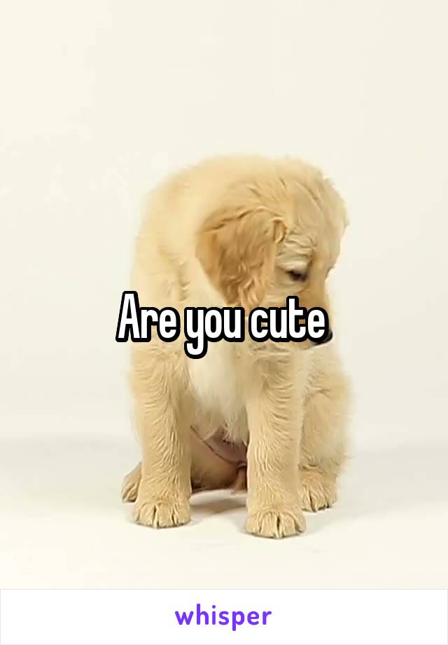 Are you cute 
