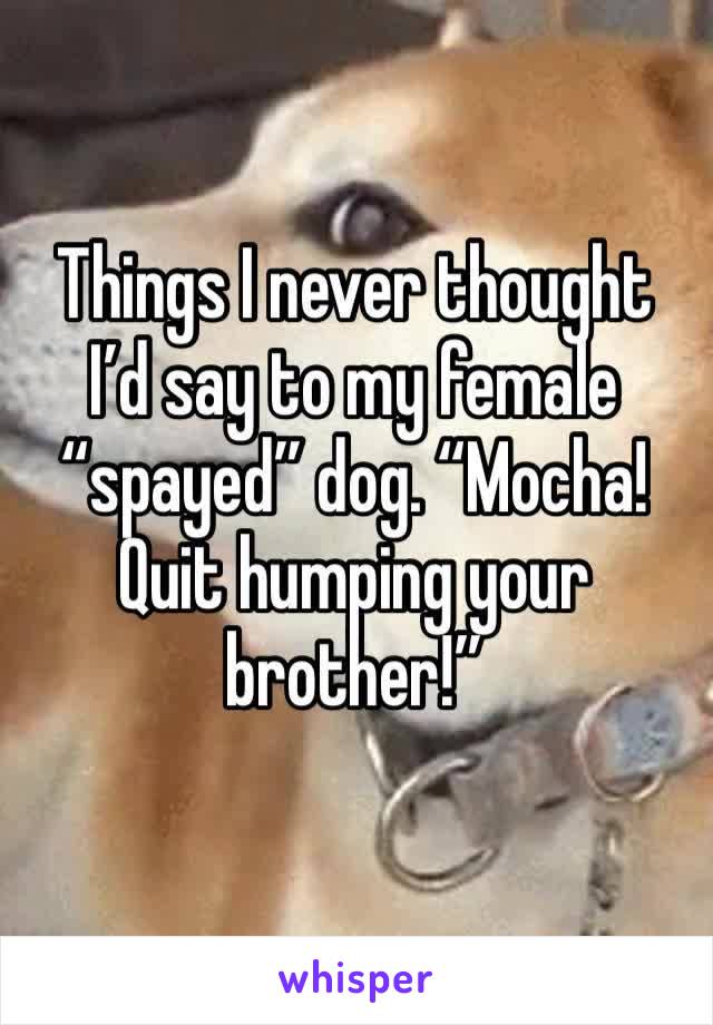 Things I never thought I’d say to my female “spayed” dog. “Mocha! Quit humping your brother!”