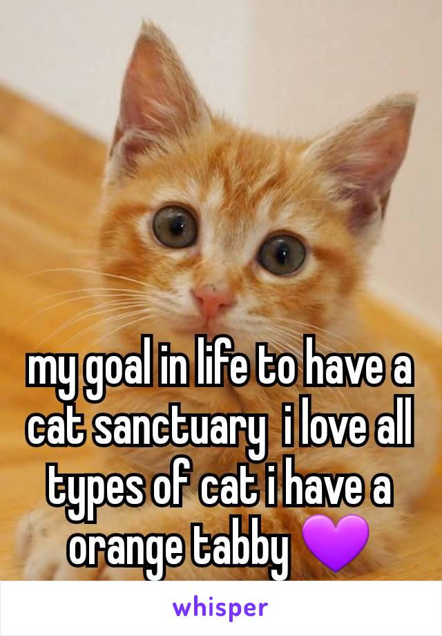 my goal in life to have a cat sanctuary  i love all types of cat i have a orange tabby 💜
