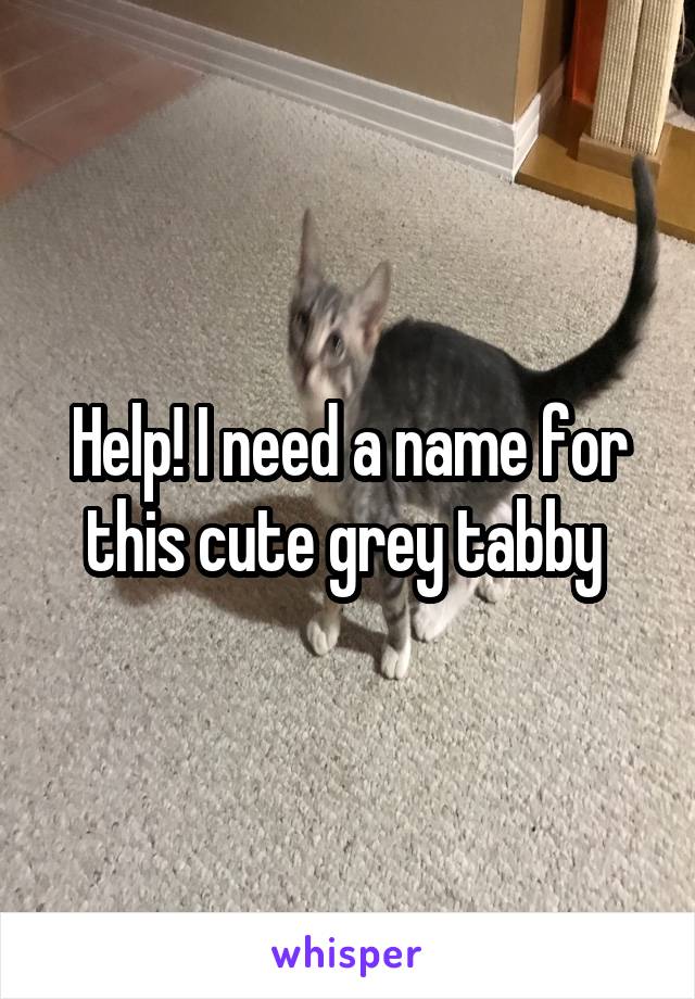 Help! I need a name for this cute grey tabby 