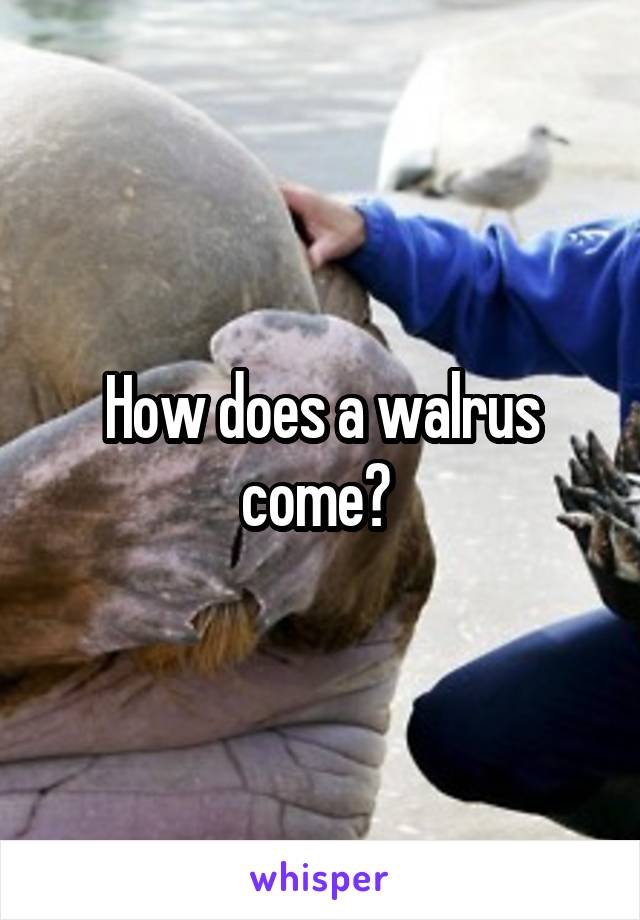 How does a walrus come? 