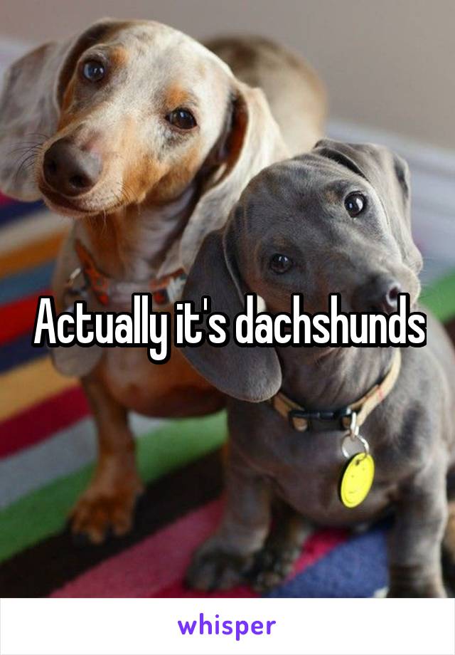 Actually it's dachshunds