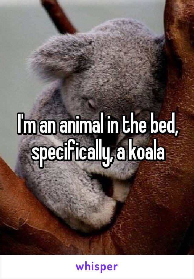 I'm an animal in the bed, specifically, a koala