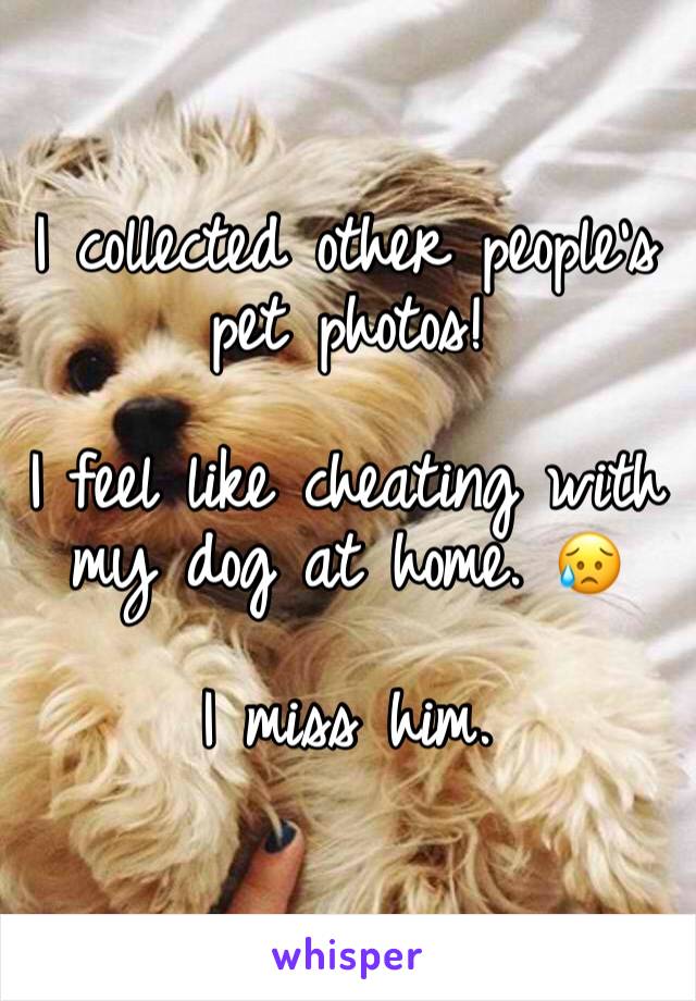 I collected other people’s pet photos!

I feel like cheating with my dog at home. 😥

I miss him. 