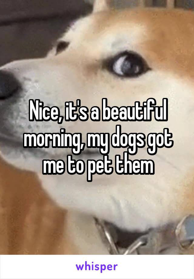 Nice, it's a beautiful morning, my dogs got me to pet them