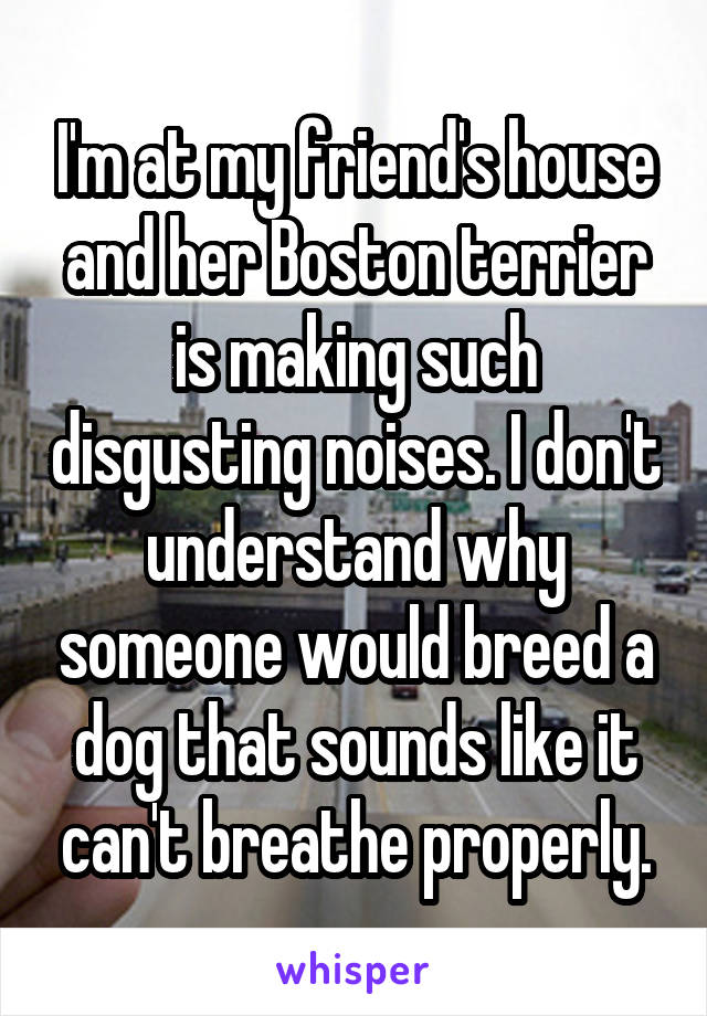 I'm at my friend's house and her Boston terrier is making such disgusting noises. I don't understand why someone would breed a dog that sounds like it can't breathe properly.