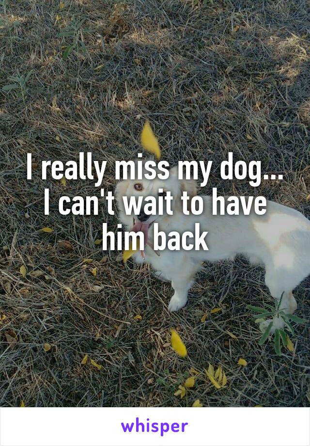 I really miss my dog... I can't wait to have him back
