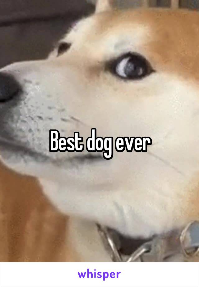 Best dog ever