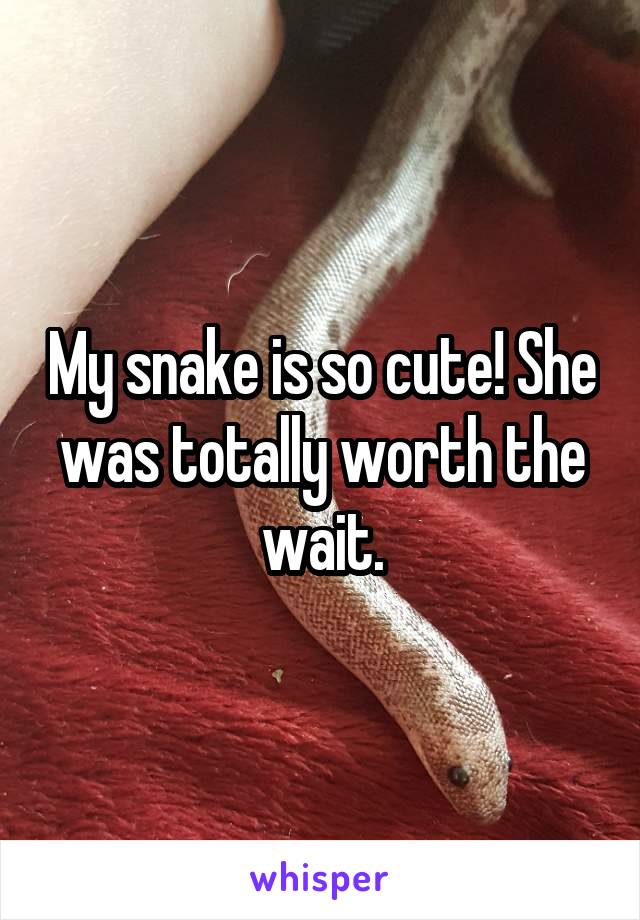 My snake is so cute! She was totally worth the wait.