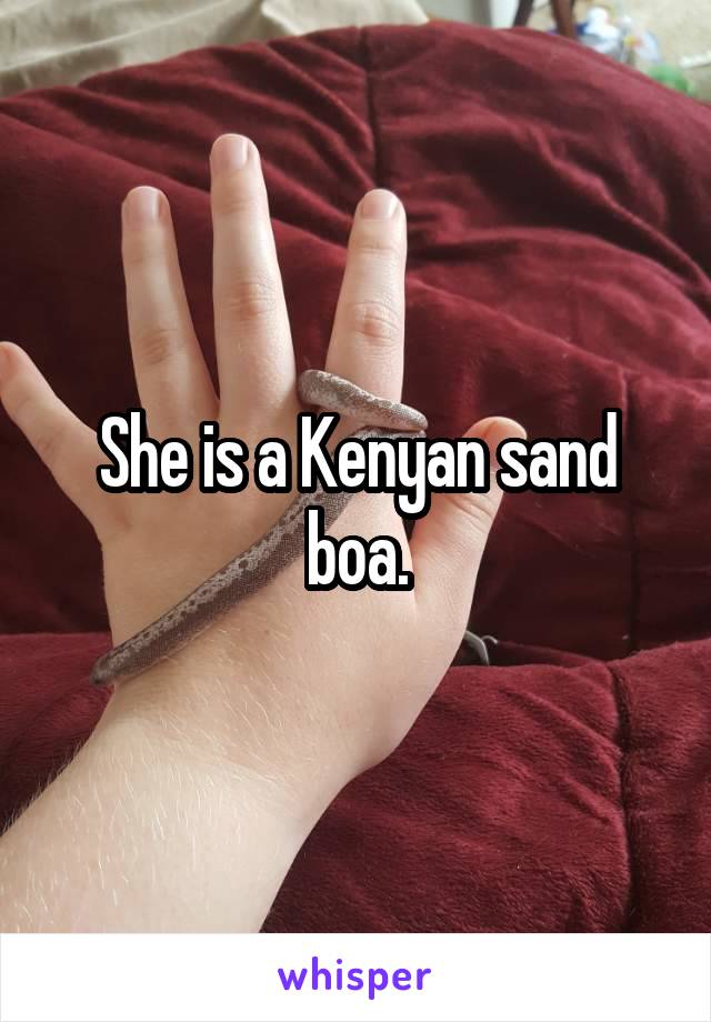 She is a Kenyan sand boa.