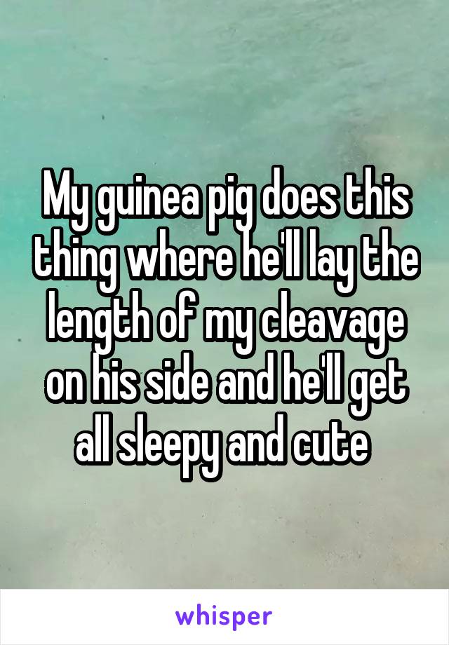 My guinea pig does this thing where he'll lay the length of my cleavage on his side and he'll get all sleepy and cute 