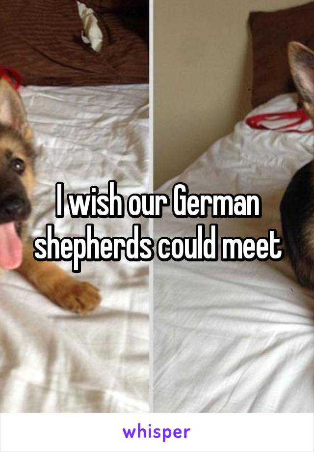 I wish our German shepherds could meet