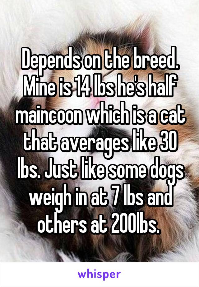 Depends on the breed. Mine is 14 lbs he's half maincoon which is a cat that averages like 30 lbs. Just like some dogs weigh in at 7 lbs and others at 200lbs. 