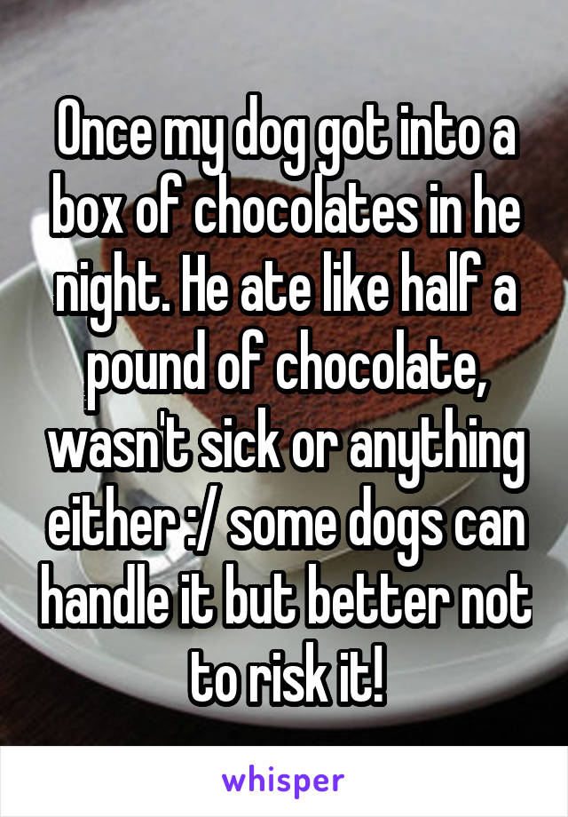 Once my dog got into a box of chocolates in he night. He ate like half a pound of chocolate, wasn't sick or anything either :/ some dogs can handle it but better not to risk it!
