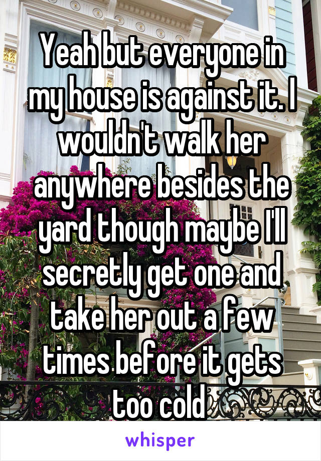 Yeah but everyone in my house is against it. I wouldn't walk her anywhere besides the yard though maybe I'll secretly get one and take her out a few times before it gets too cold 