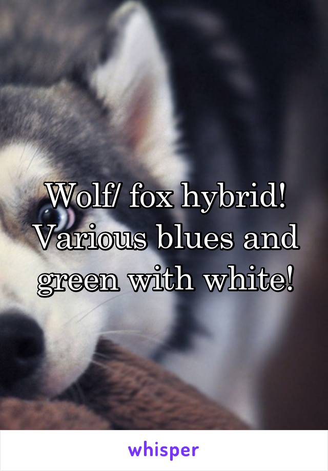 Wolf/ fox hybrid!
Various blues and green with white!