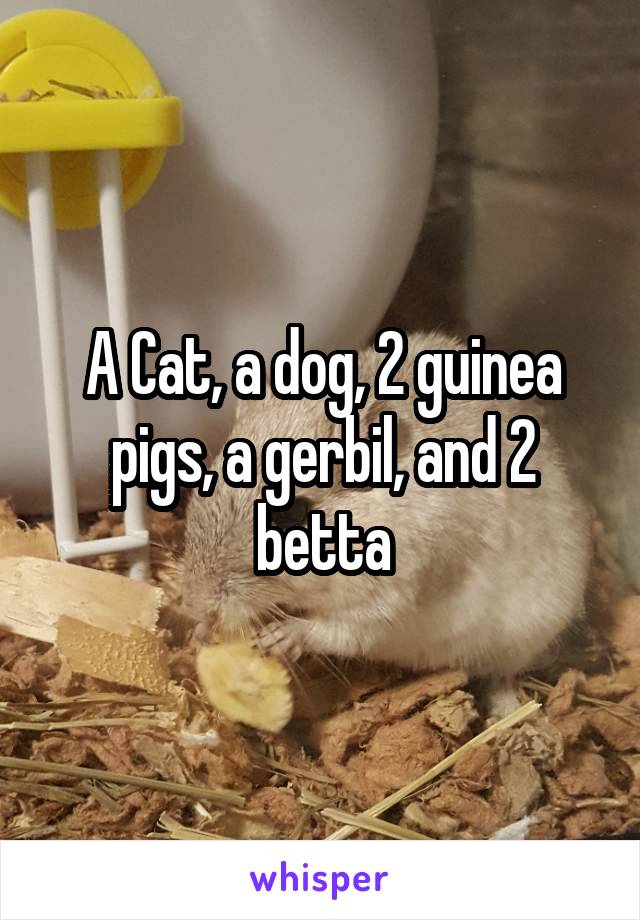 A Cat, a dog, 2 guinea pigs, a gerbil, and 2 betta