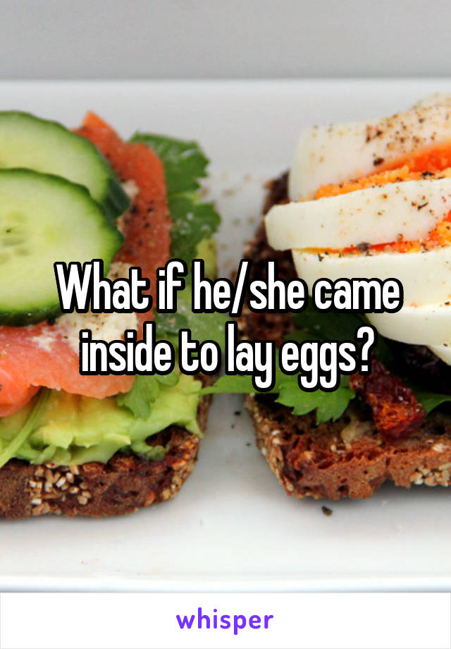 What if he/she came inside to lay eggs?