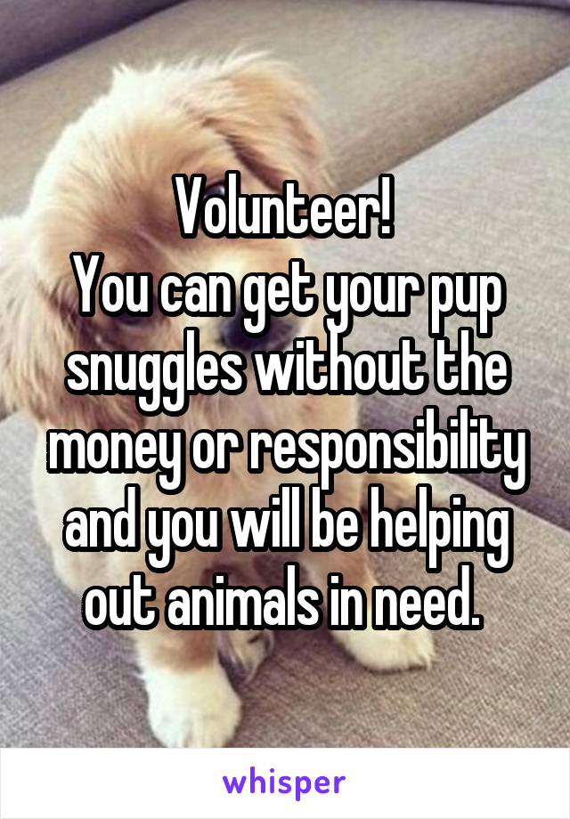 Volunteer! 
You can get your pup snuggles without the money or responsibility and you will be helping out animals in need. 