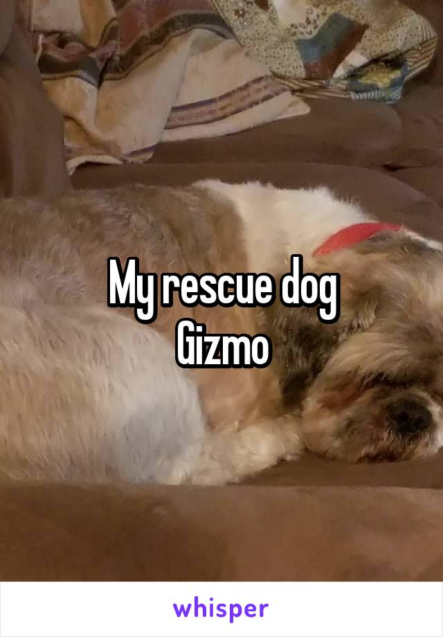 My rescue dog
Gizmo