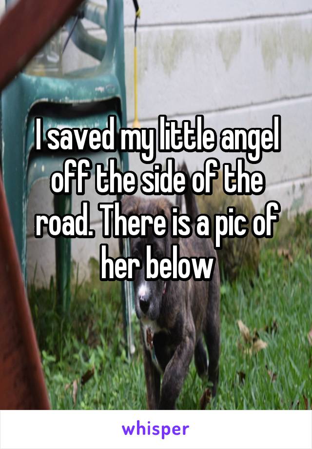 I saved my little angel off the side of the road. There is a pic of her below
