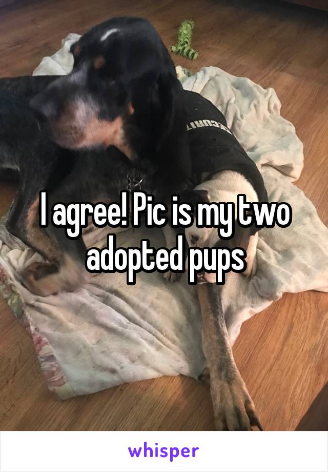 I agree! Pic is my two adopted pups