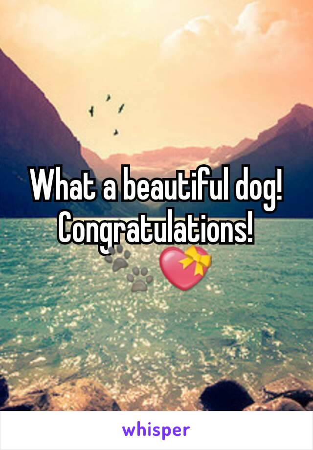 What a beautiful dog!
Congratulations! 🐾💝