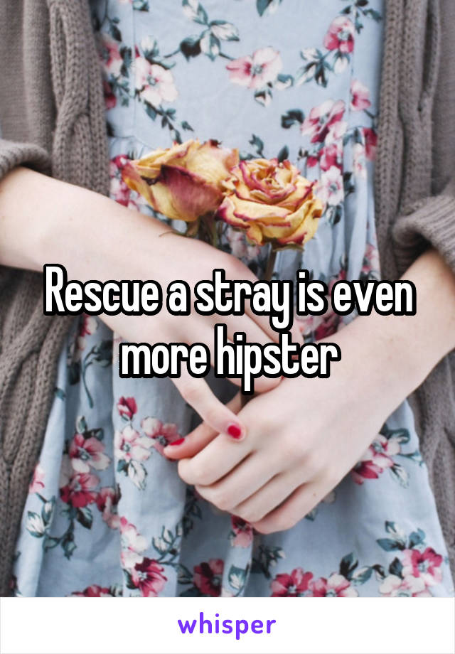 Rescue a stray is even more hipster