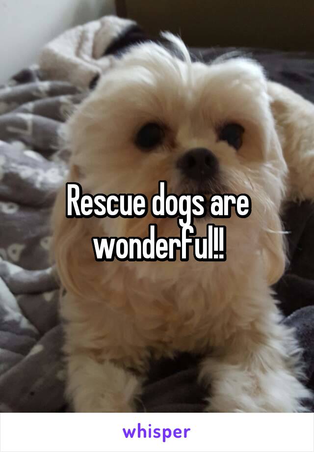 Rescue dogs are wonderful!!