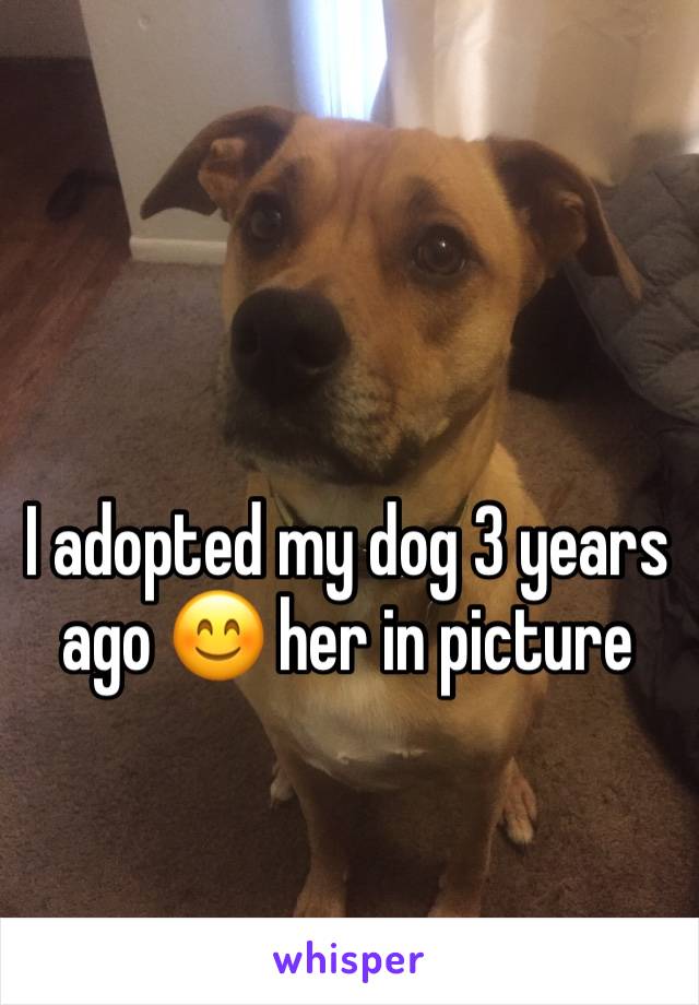 I adopted my dog 3 years ago 😊 her in picture