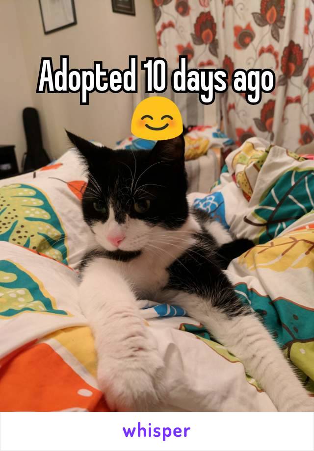 Adopted 10 days ago 😊