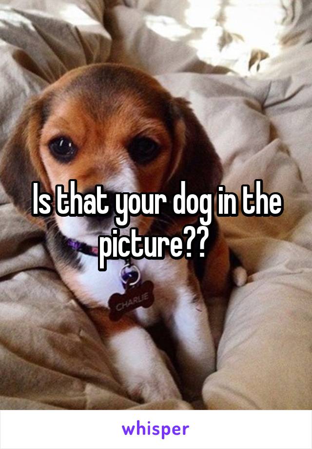 Is that your dog in the picture?? 