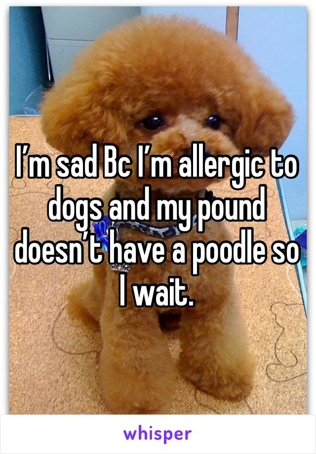 I’m sad Bc I’m allergic to dogs and my pound doesn’t have a poodle so I wait. 