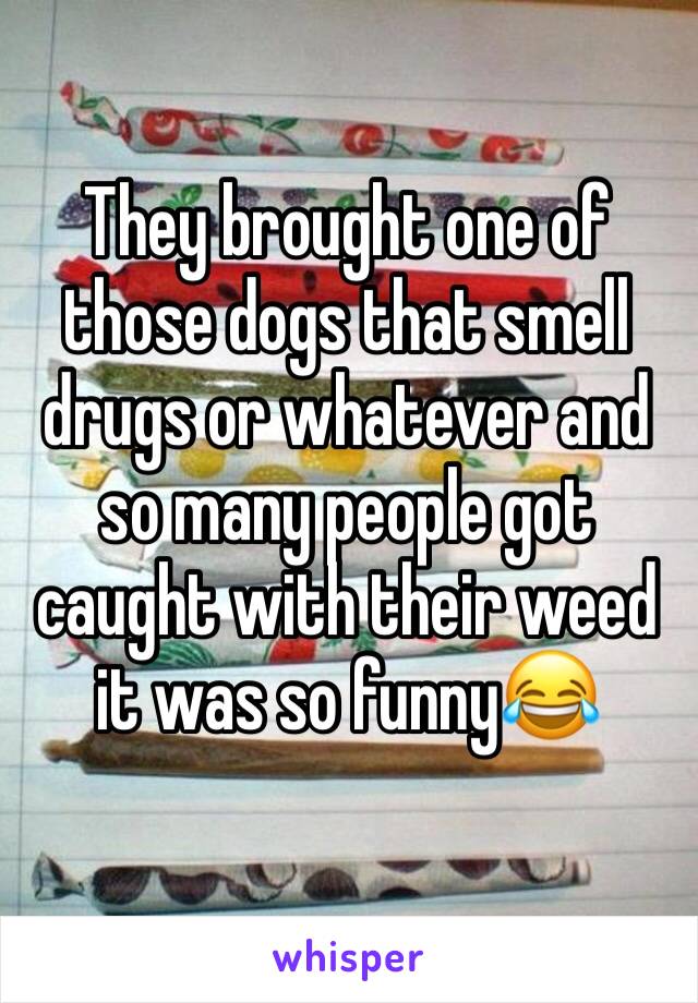 They brought one of those dogs that smell drugs or whatever and so many people got caught with their weed it was so funny😂