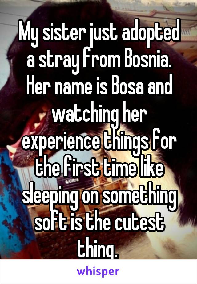 My sister just adopted a stray from Bosnia. Her name is Bosa and watching her experience things for the first time like sleeping on something soft is the cutest thing. 