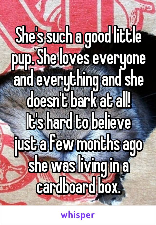 She's such a good little pup. She loves everyone and everything and she doesn't bark at all!
It's hard to believe just a few months ago she was living in a cardboard box.