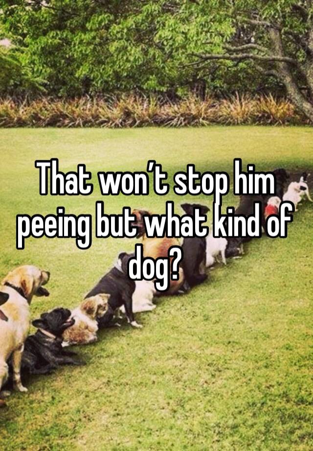 that-won-t-stop-him-peeing-but-what-kind-of-dog