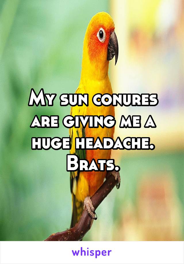 My sun conures are giving me a huge headache. Brats.