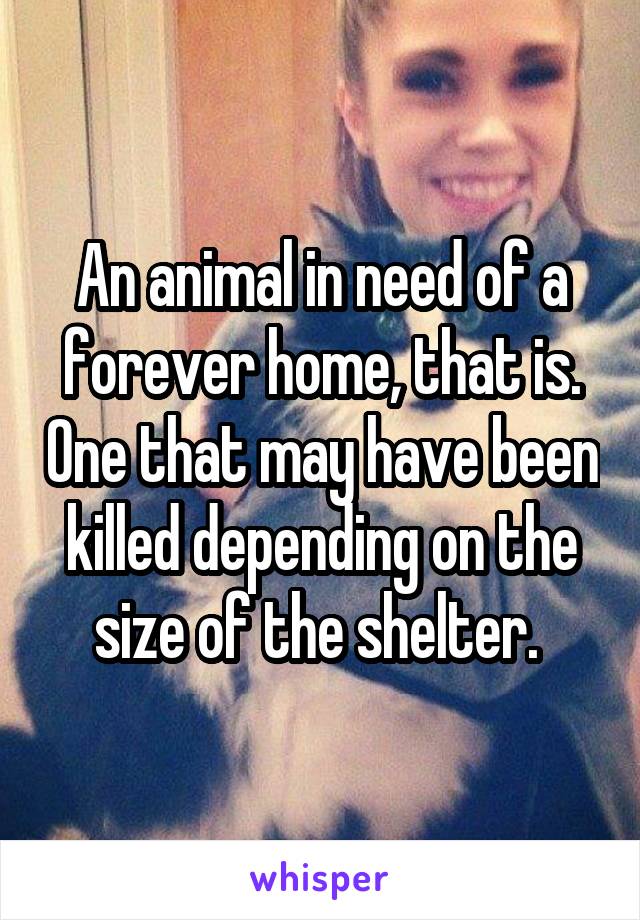 An animal in need of a forever home, that is. One that may have been killed depending on the size of the shelter. 