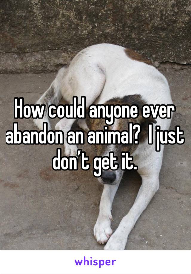 How could anyone ever abandon an animal?  I just don’t get it. 