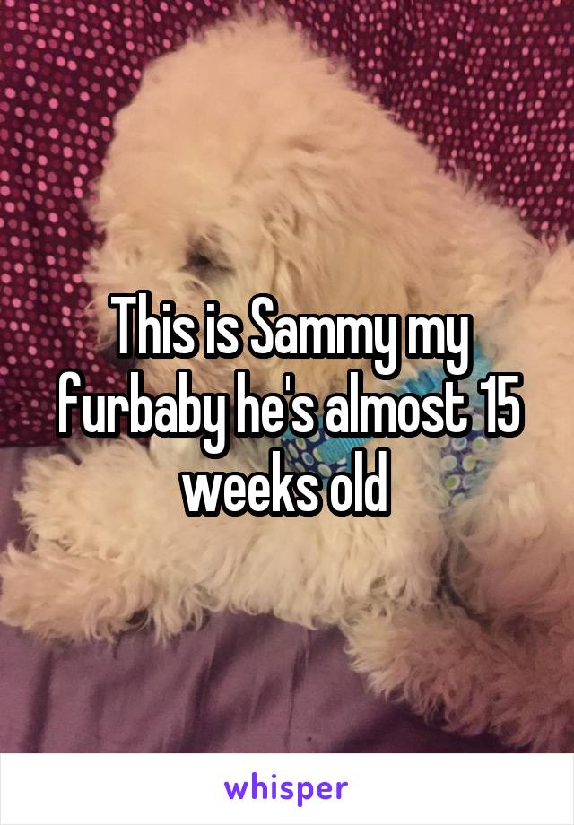 This is Sammy my furbaby he's almost 15 weeks old 