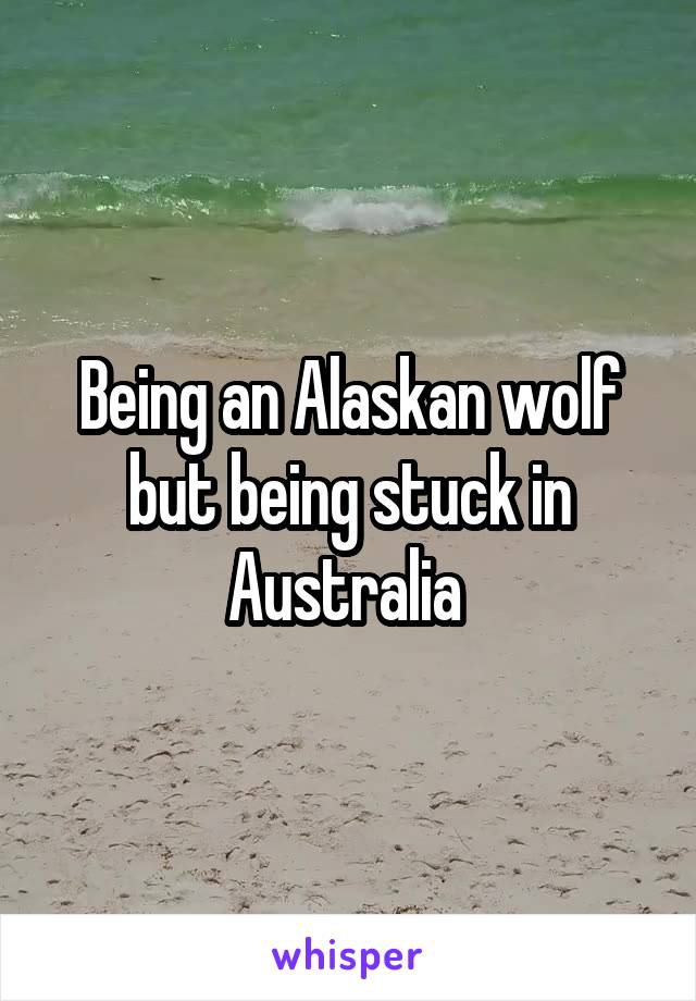 Being an Alaskan wolf but being stuck in Australia 