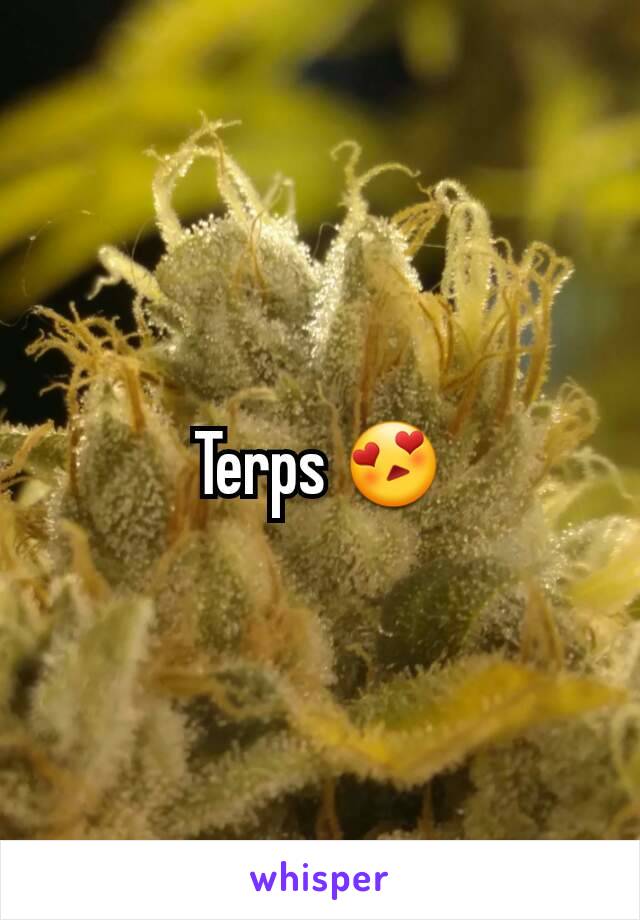 Terps 😍