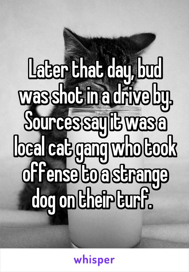 Later that day, bud was shot in a drive by. Sources say it was a local cat gang who took offense to a strange dog on their turf.  