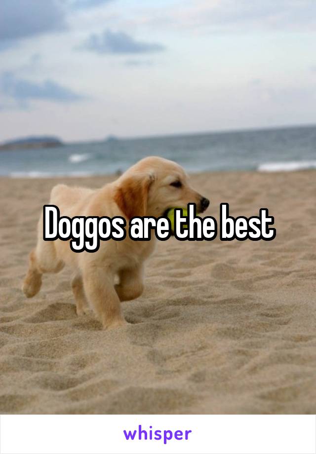 Doggos are the best